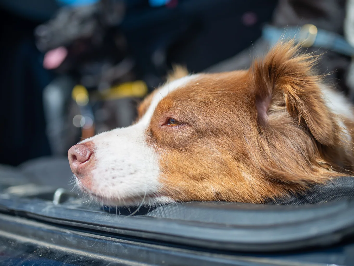 A dog resting against the back seat of a car